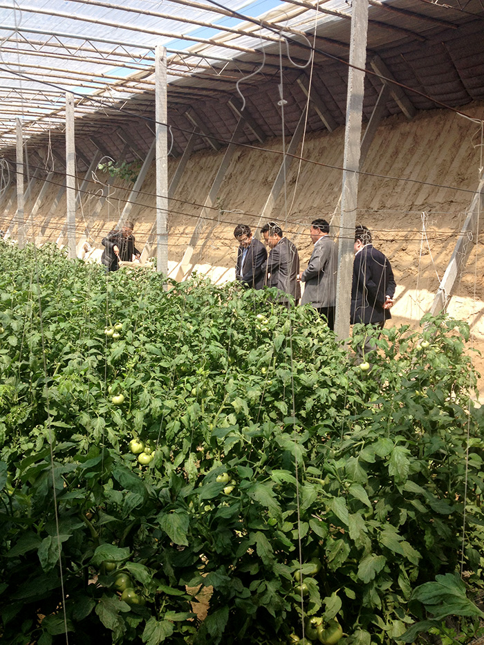 芝麻花餐饮绿色蔬菜基地